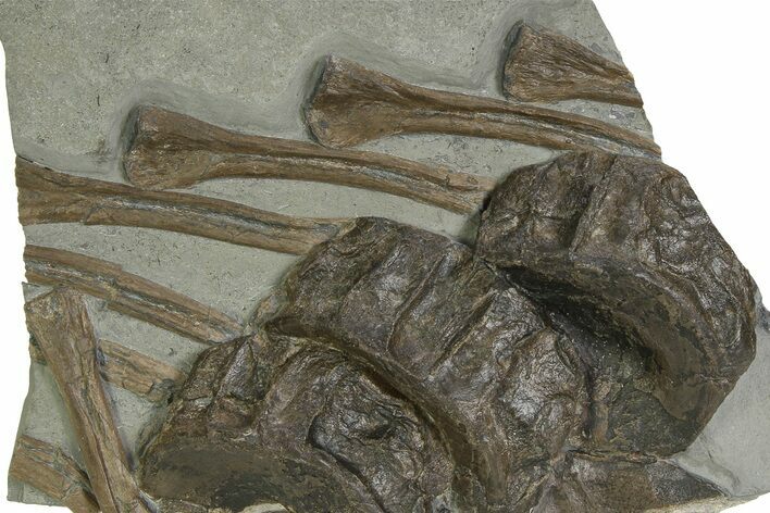 Fossil Ichthyosaur (Stenopterygius) Vertebrae & Ribs - Germany #351036